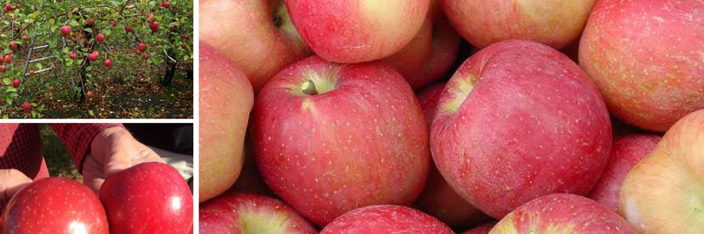 EverCrispApple's profile banner image