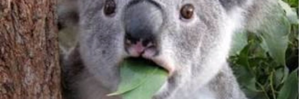 Igomur's profile banner image