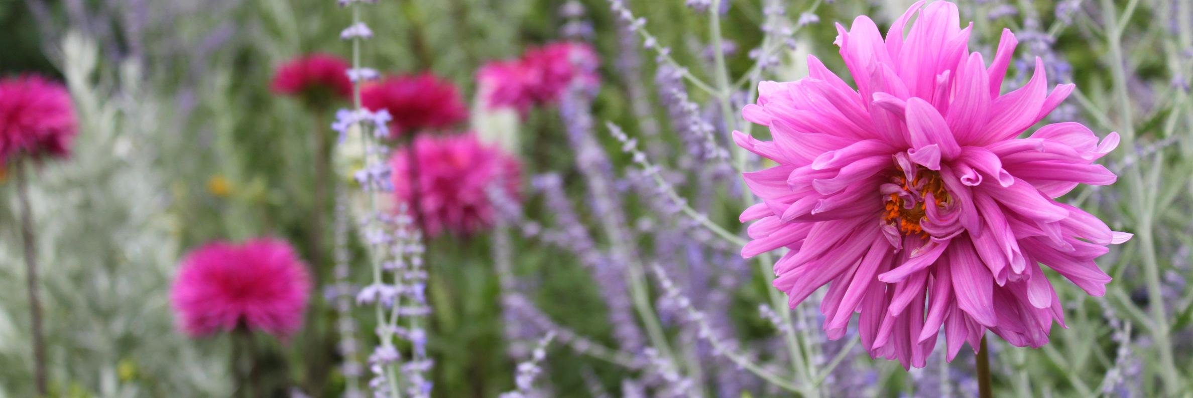 RandSGarden's profile banner image
