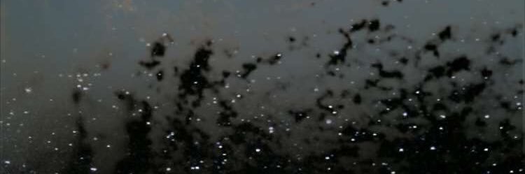 MylarBee's profile banner image