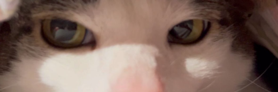 honey banner