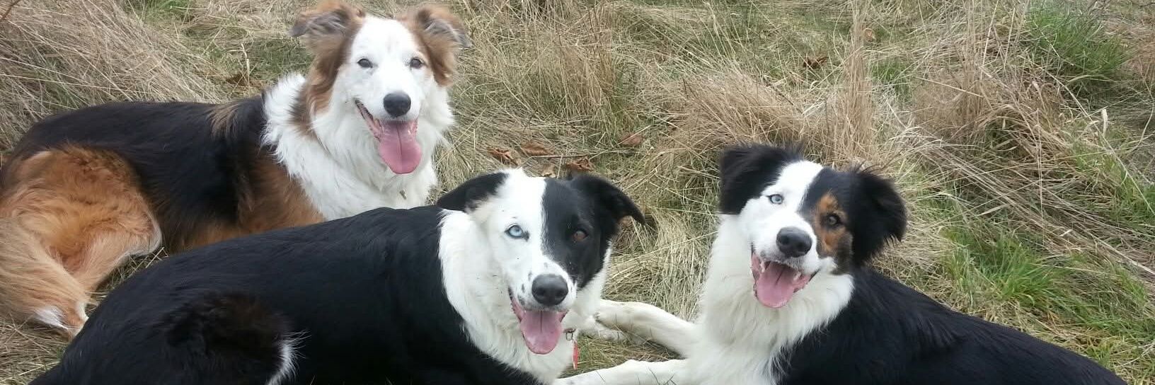 Dame Shaz59 #backto60 #waspi #IStandWithUkraine banner