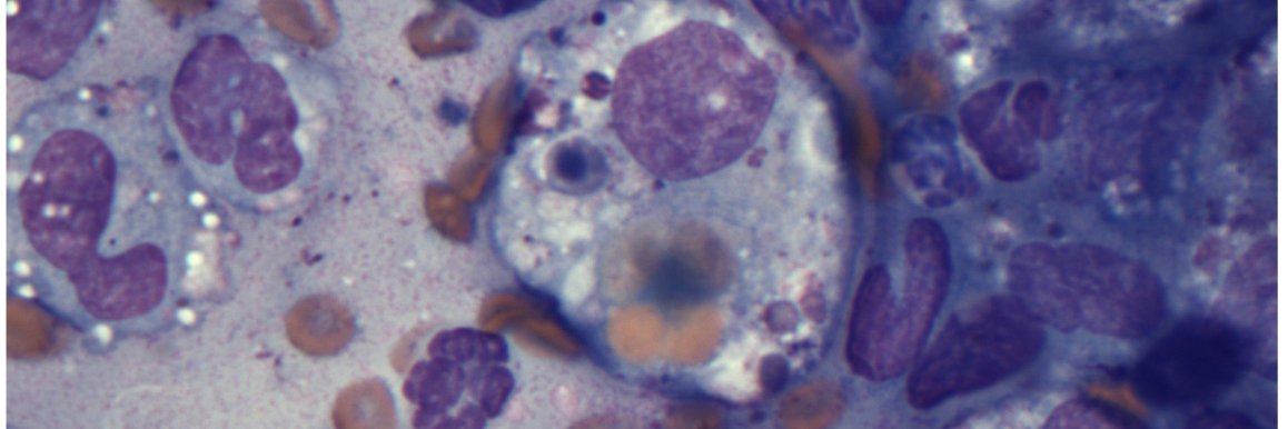 CannaLab's banner