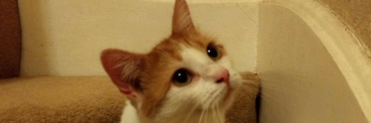 Rupee Von Gingerballs's banner