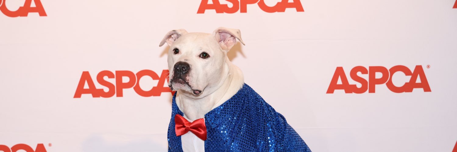 Cole the Deaf Dog & Chris Hannah banner