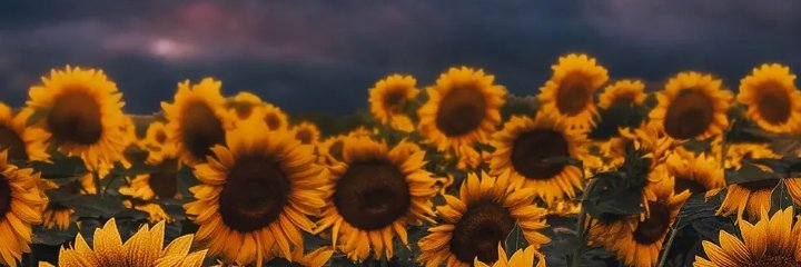 r_ylsa's profile banner image