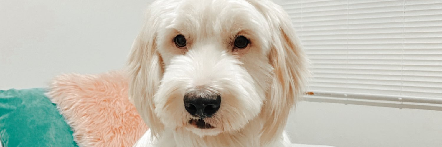 AriihPacheco's profile banner image