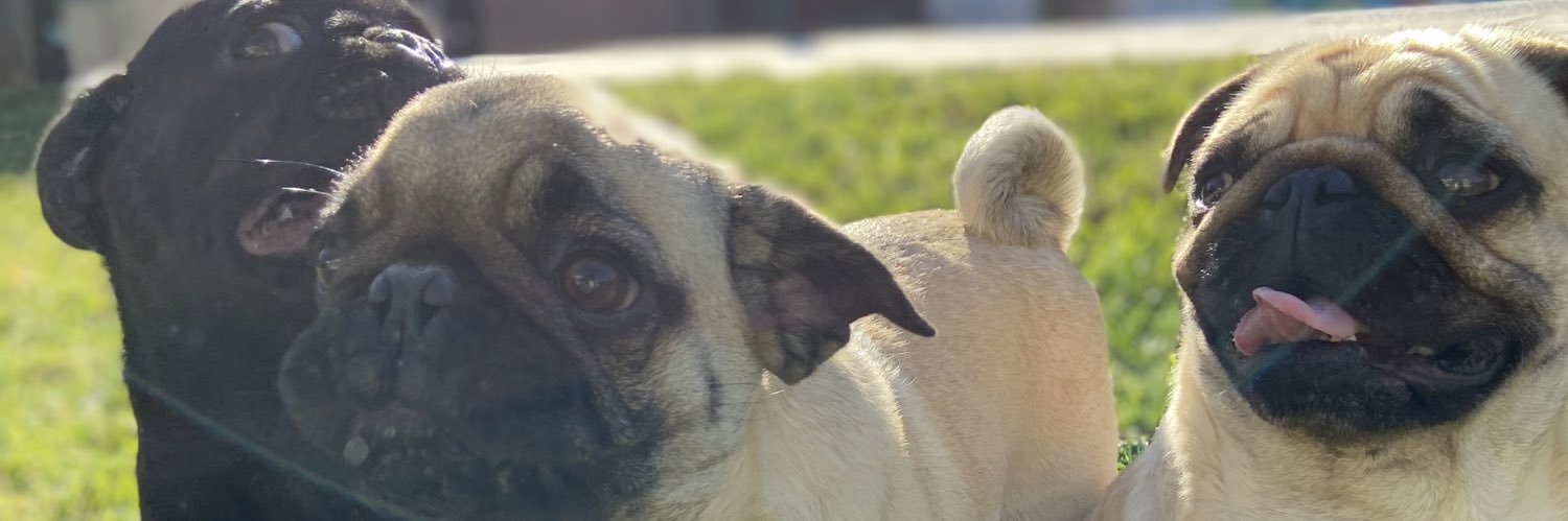 fernandavegxz's profile banner image