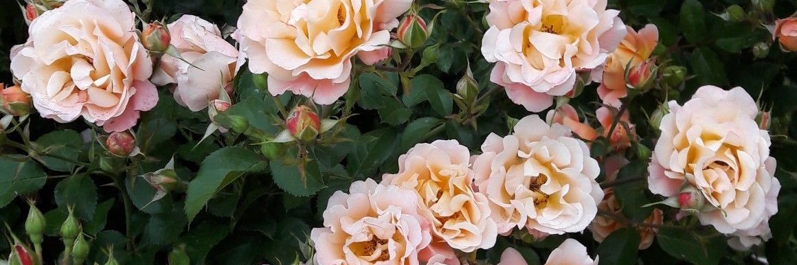 Lydia_Elam22's profile banner image