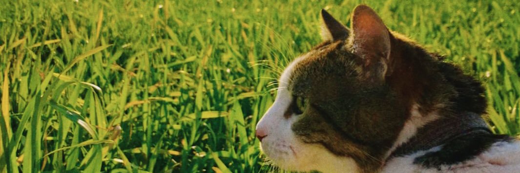 Tugbacbgl's profile banner image