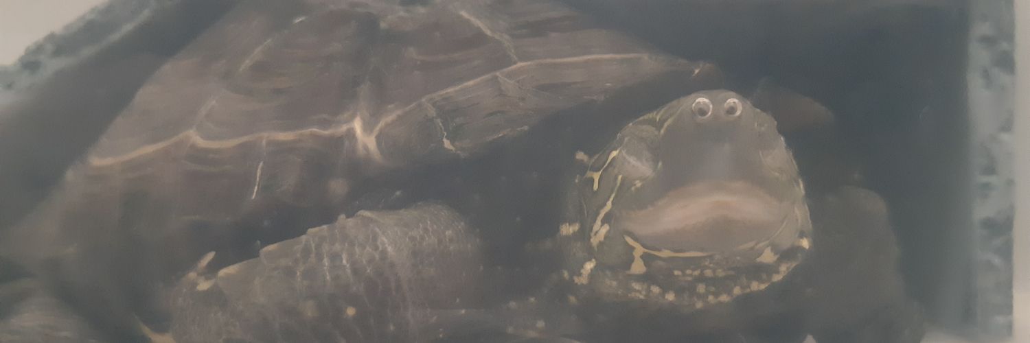 ドラ。亀吉ちゃんラブ🐢風邪に注意⚠️🐢 banner