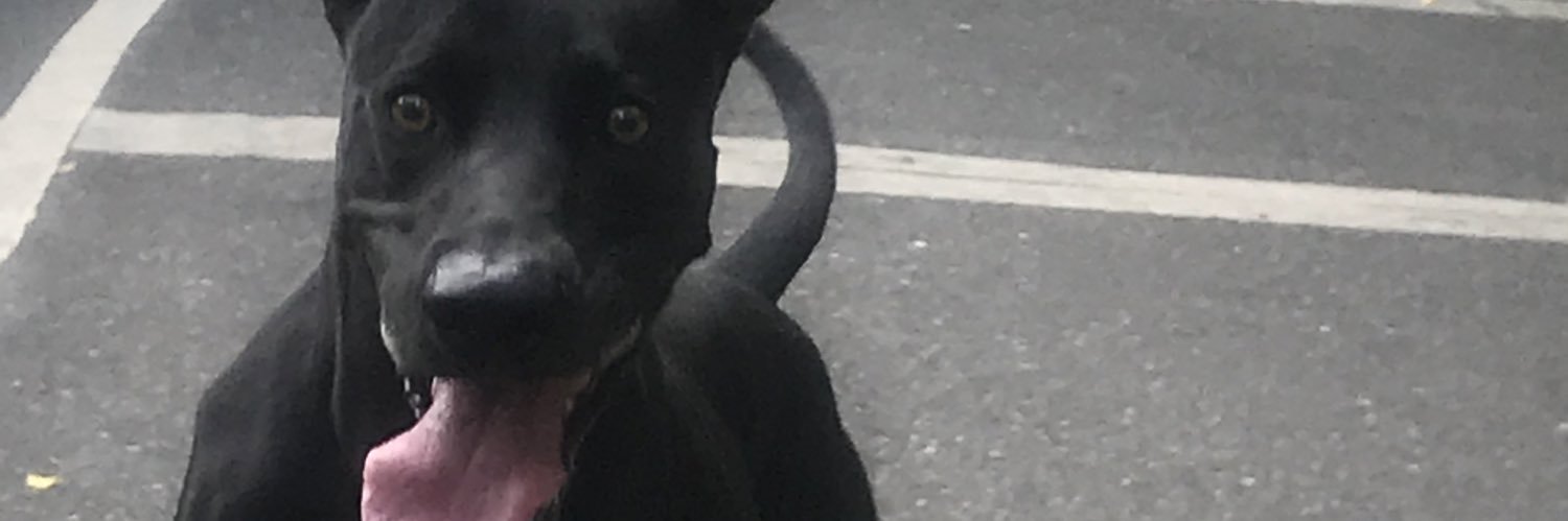 reinaldochato's profile banner image