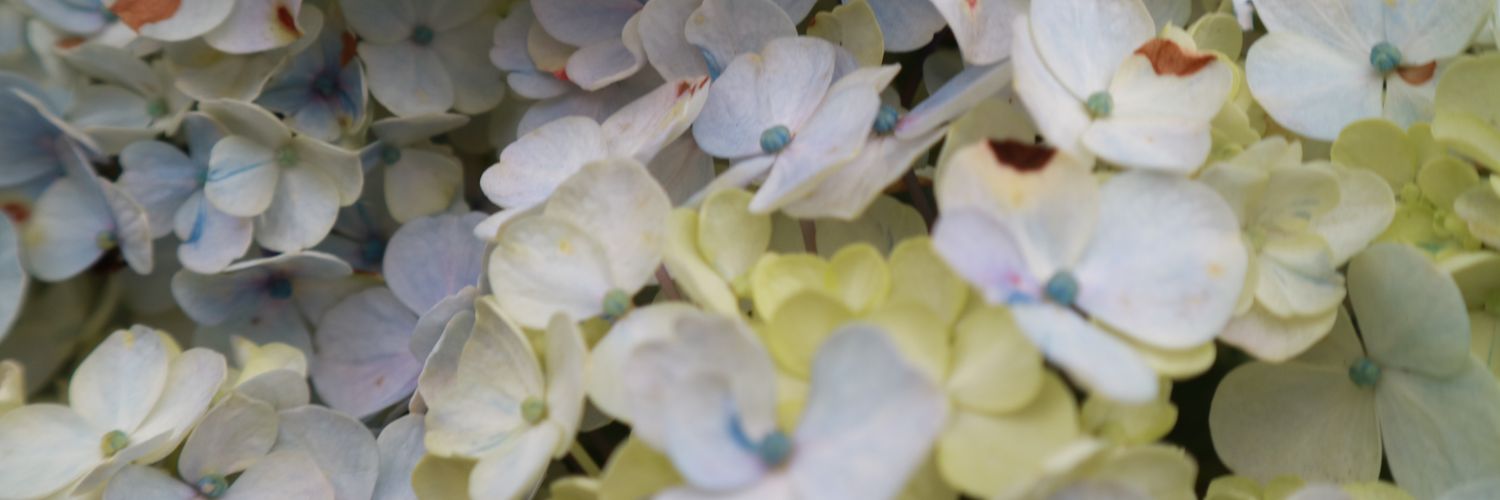 Ireynesv's profile banner image
