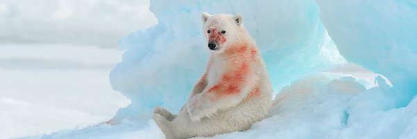 Polar Bear Profile Banner