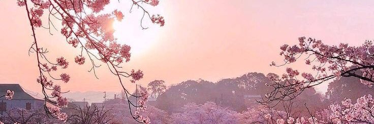 zooee0's profile banner image