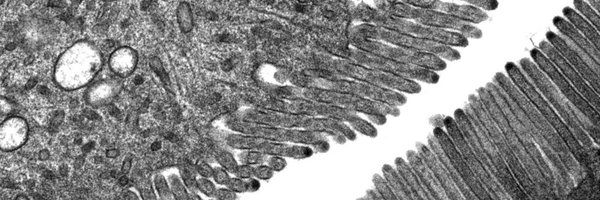 RiceBioEM Profile Banner