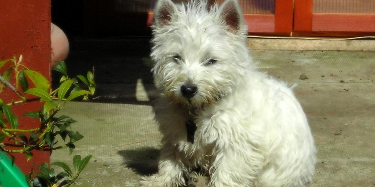 Andrew Naylor 💙 banner