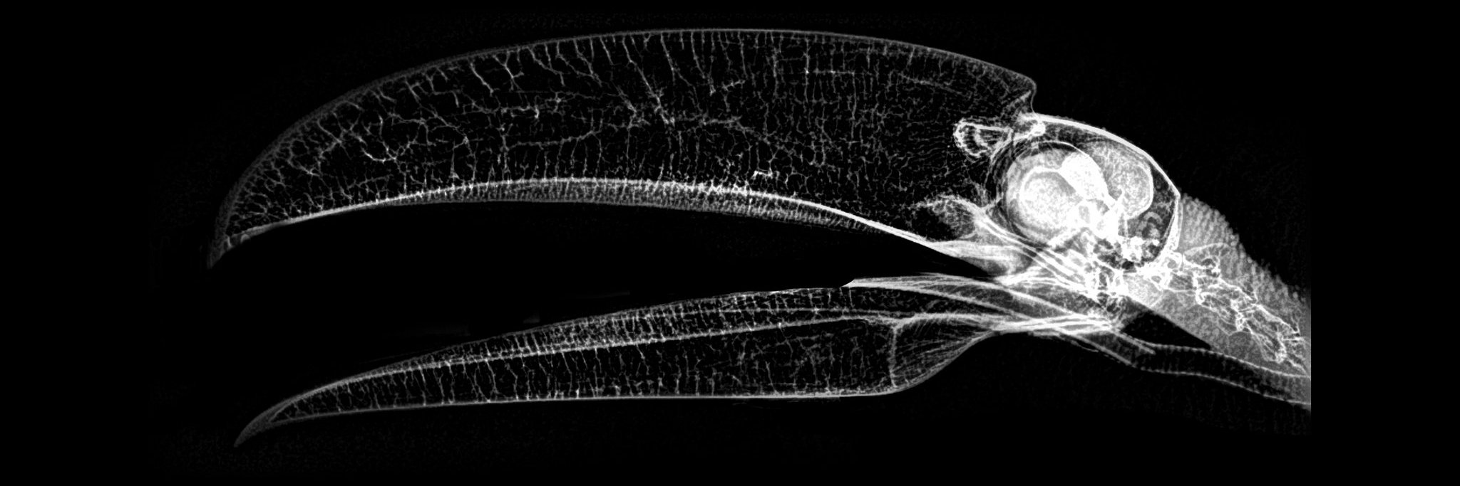 Faisal Alsugair banner