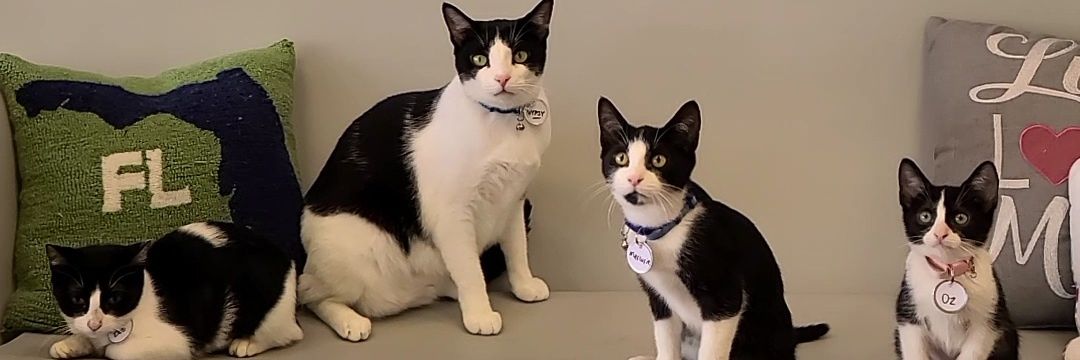 Cattyshack Cat Cafe banner