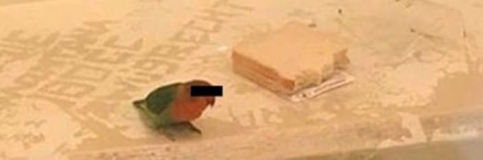 corvvinn's profile banner image