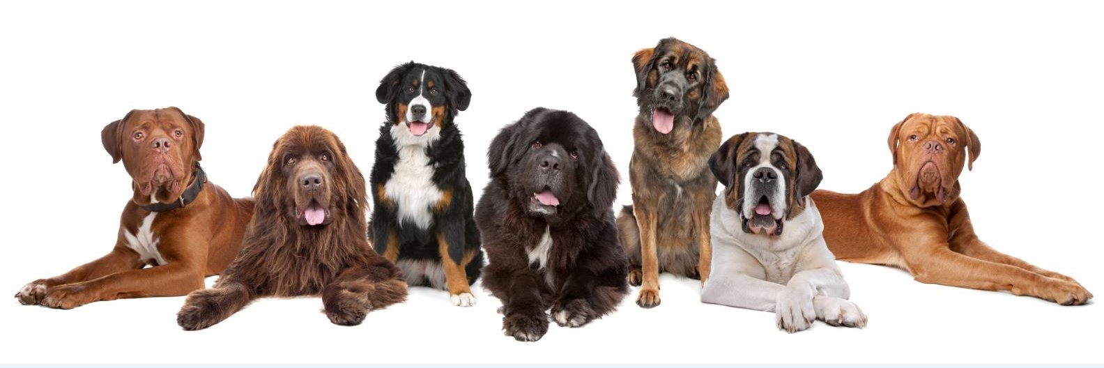 diley_vet's profile banner image