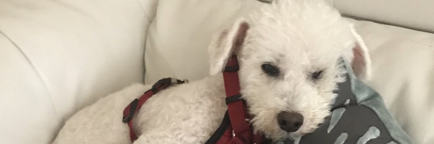 Mikhail Shaidorov’s Panda banner