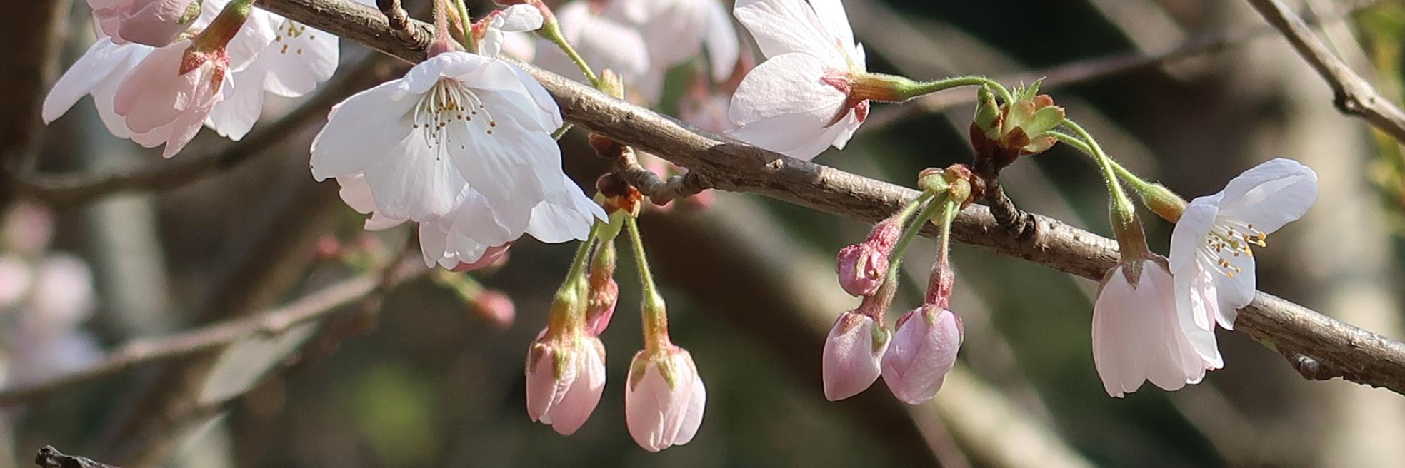 Simon Lorimer banner