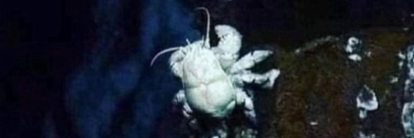 qdowg_ Profile Banner