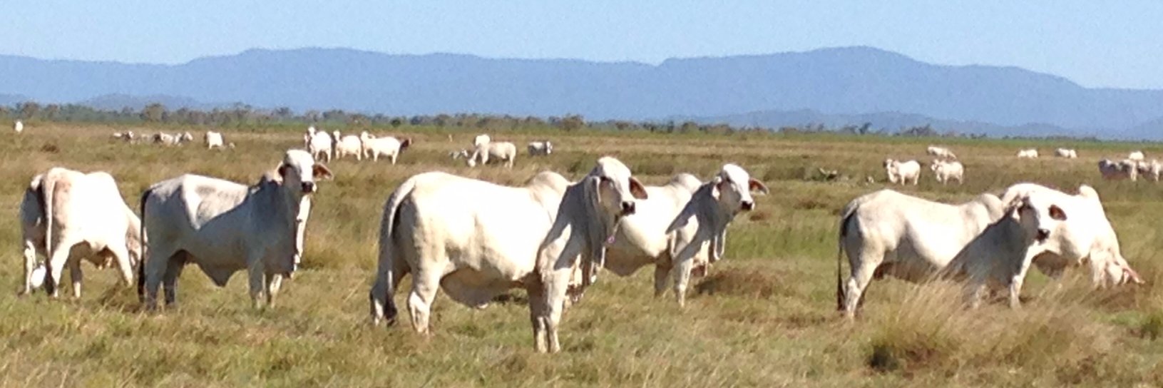 Quadrant Agtours banner