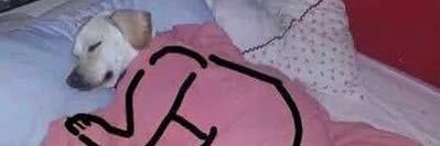 Brucedllm banner