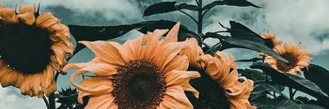 mariayoj04's profile banner image