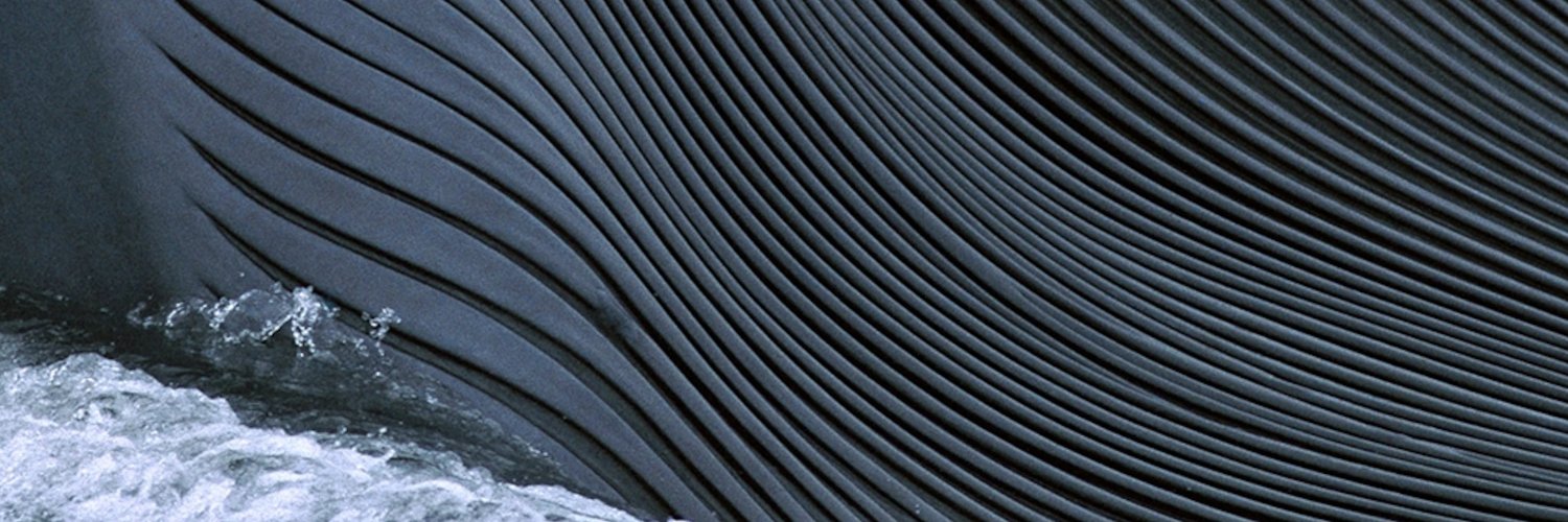 𝔴𝔥𝔞𝔩𝔢 𝔠𝔞𝔯𝔠𝔞𝔰𝔰 banner