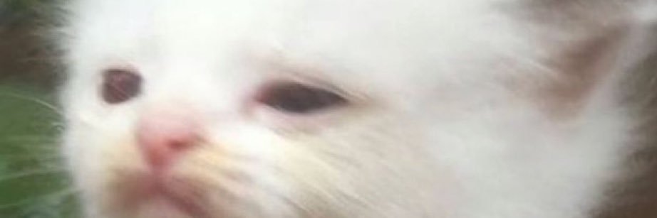 veronicaaakirk's profile banner image