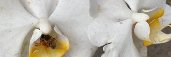 Bricaire banner