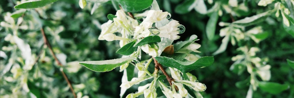 Kelli R. Gill banner