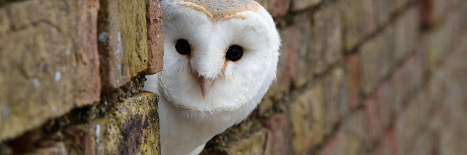 Little_Owly's profile banner image