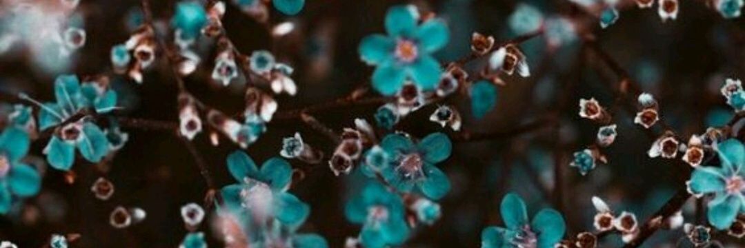 BstncBra's profile banner image