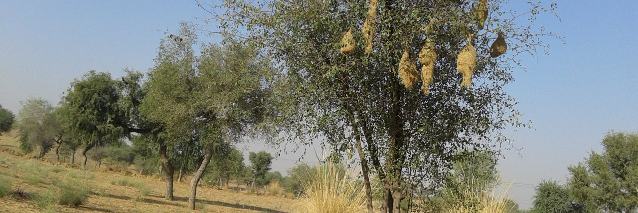 BajrangThedi's profile banner image