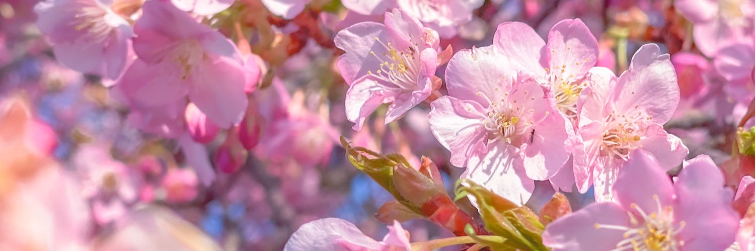 kiri__w_apple's profile banner image