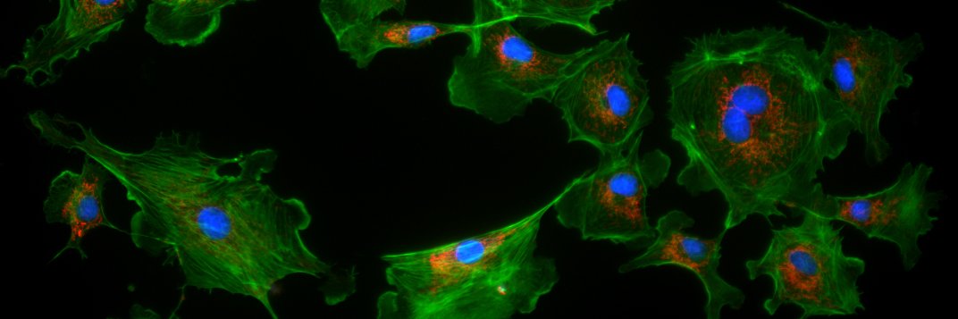 Graham Wright banner