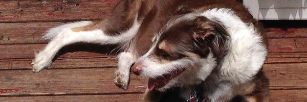 Court44b Profile Banner