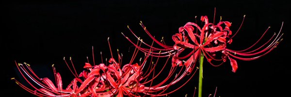 servo_air Profile Banner