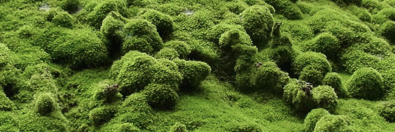 Masakuni Kimura banner