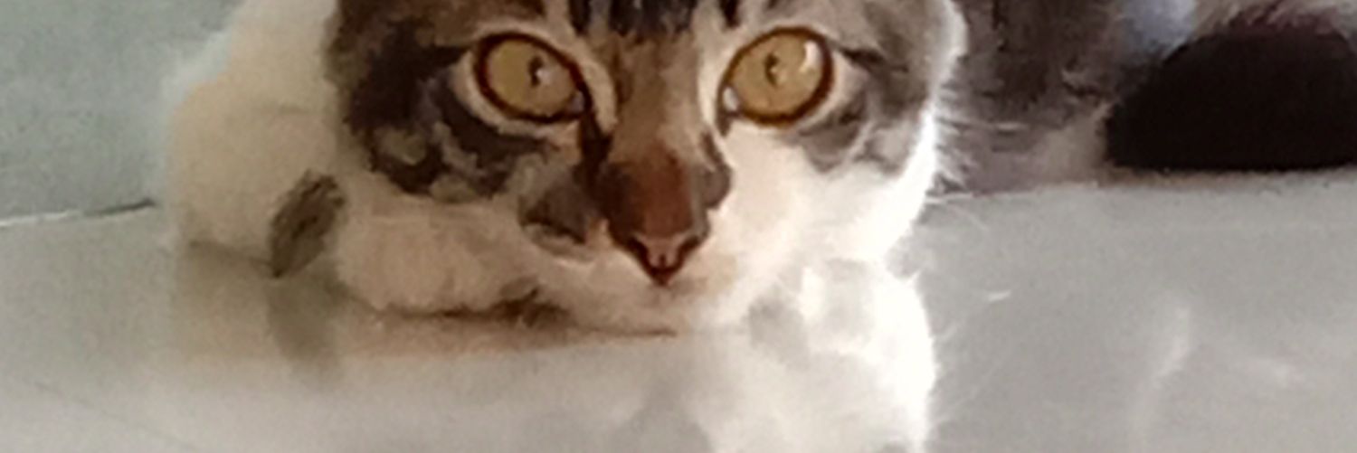 membacakamu's profile banner image