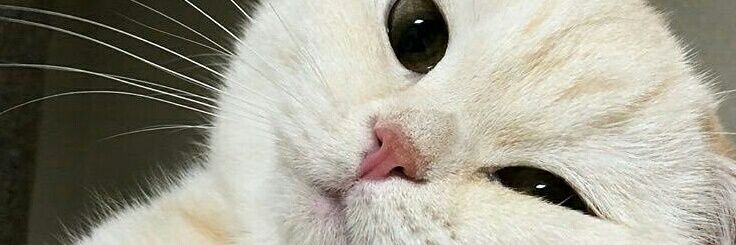 เคท banner