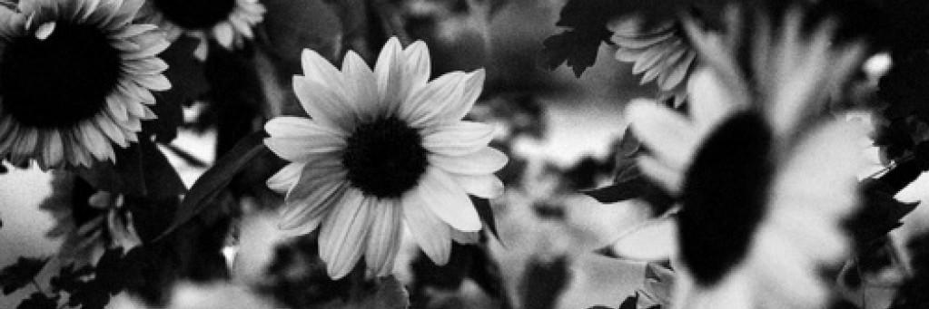 SunnyBarbii's profile banner image