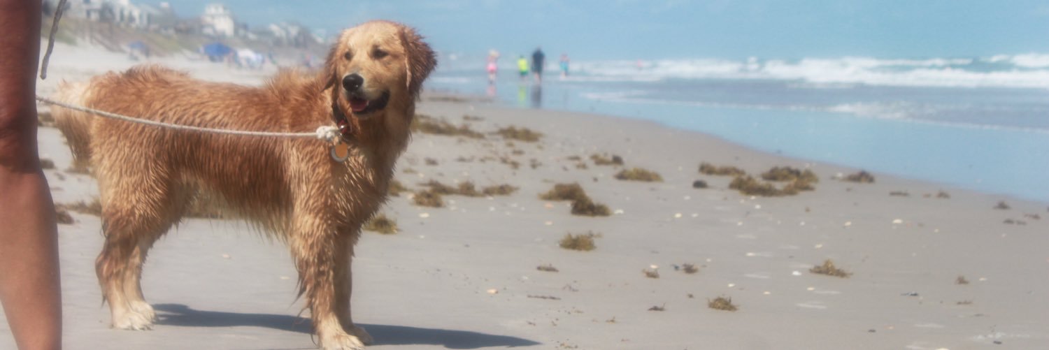 scootiecook's profile banner image