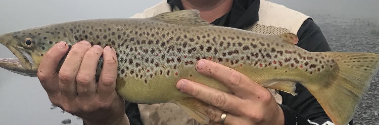 Eric Lawrence banner