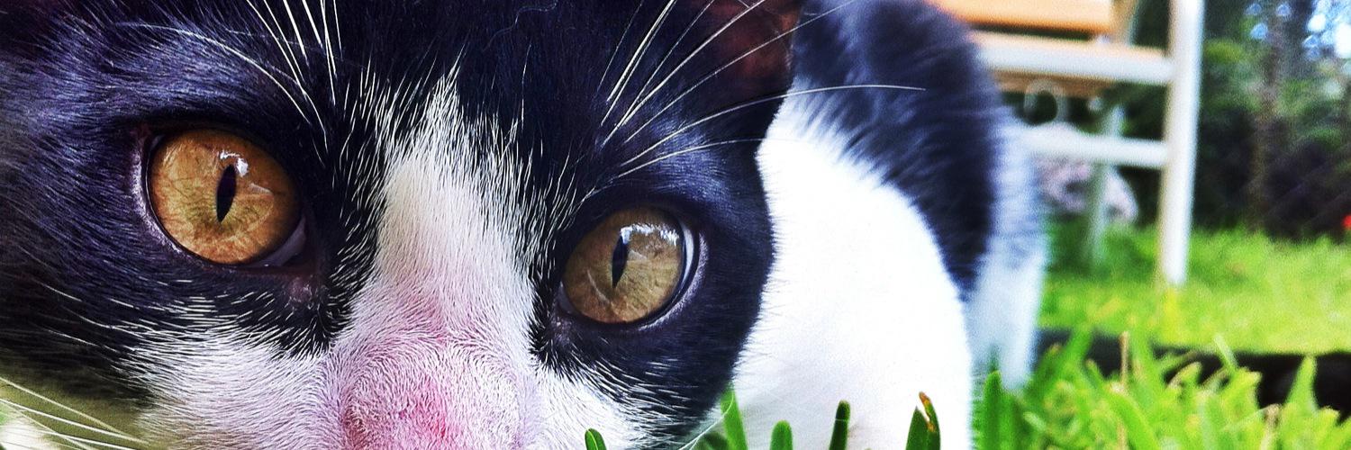Violetugga's profile banner image