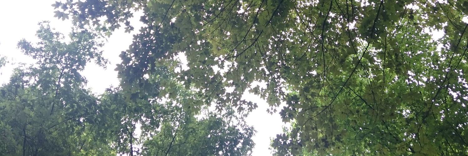 loryzeli's profile banner image